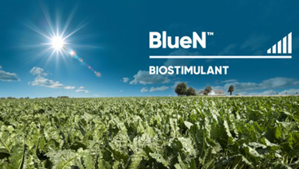 BlueN in Sugar Beets