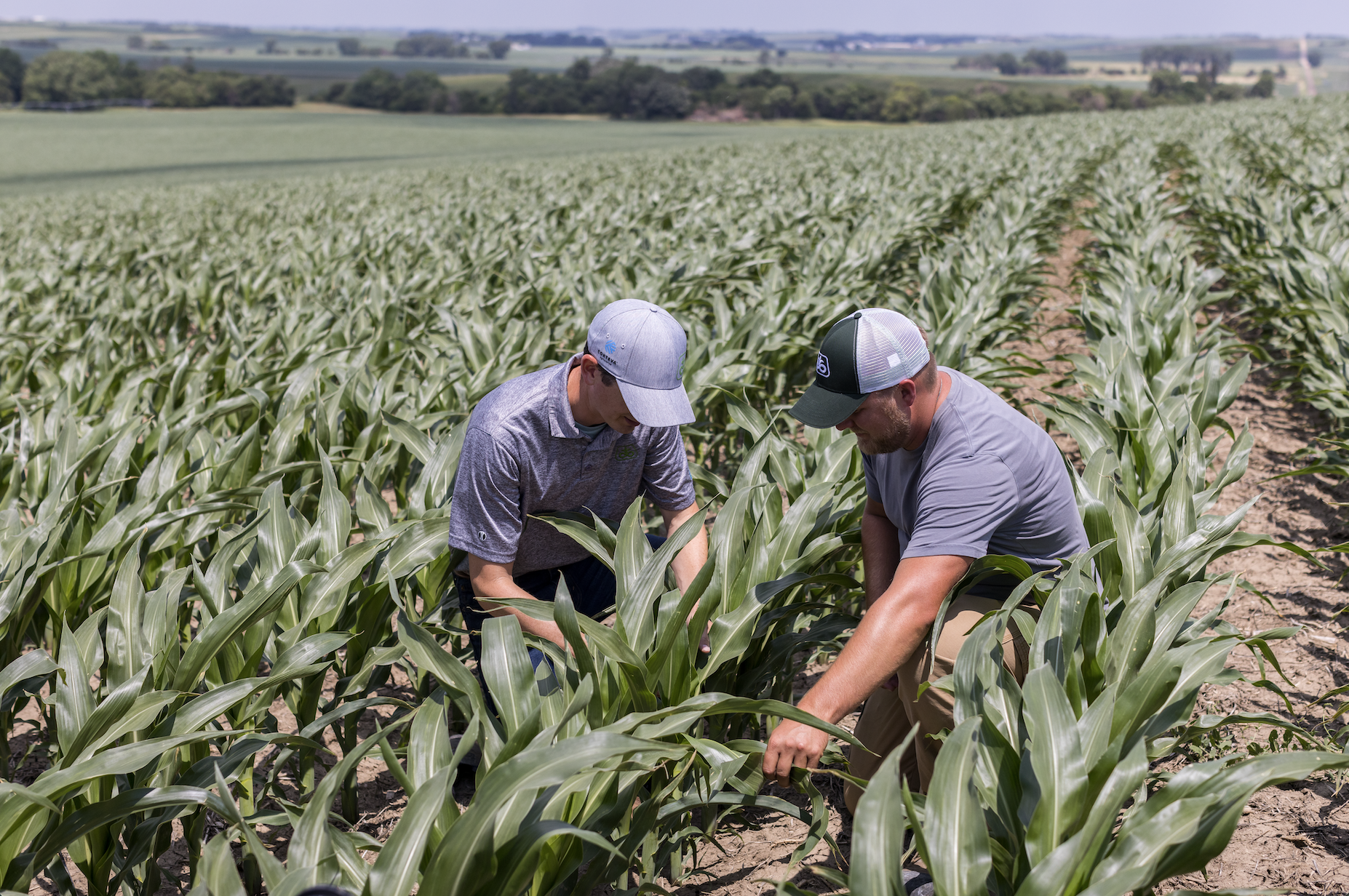 Agronomist and grower in field looking at corn.  
