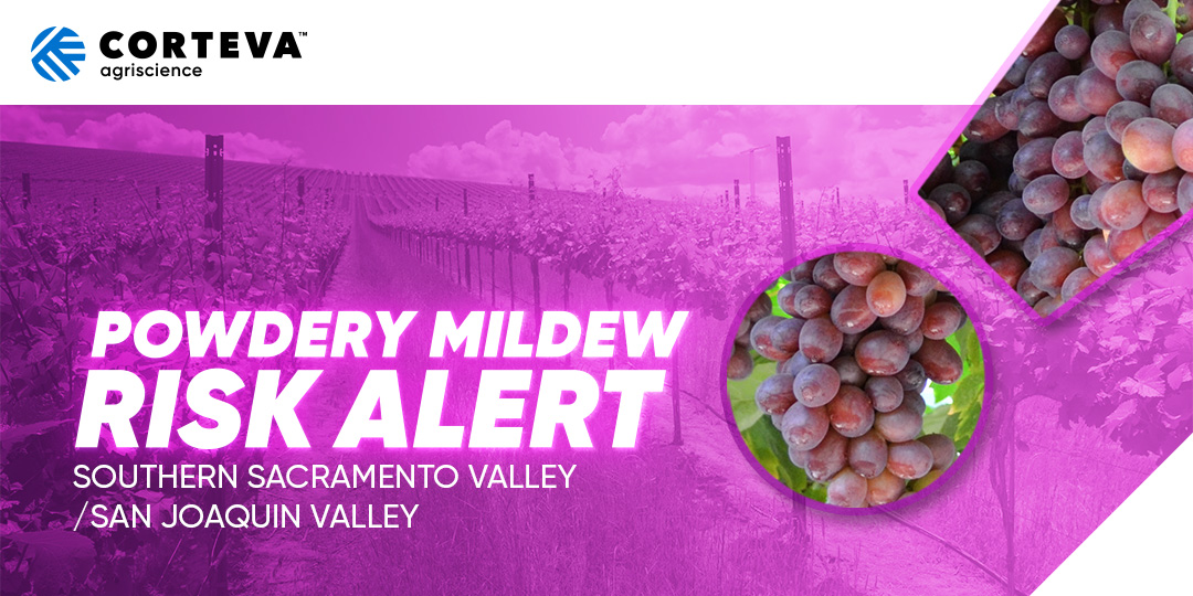 Powdery Mildew Risk Alert - Southern Sacramento Valley / San Joaquin Valley