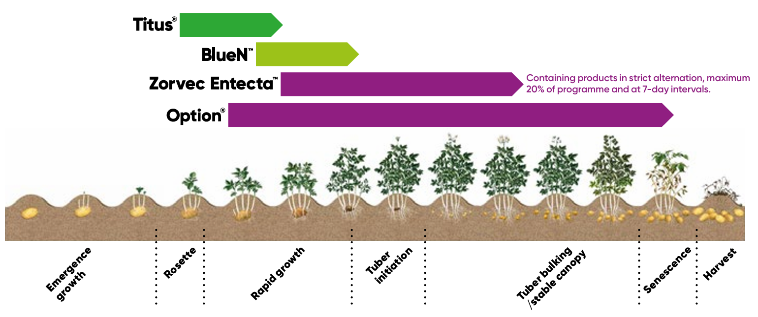 Potato crop solutions
