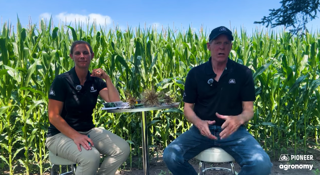 Rootworm Feeding Assessment